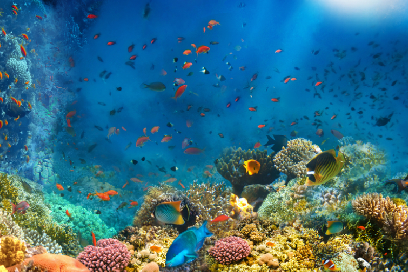 El Mar Rojo El Mar Rojo