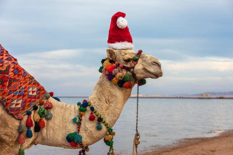 ¿Cómo se celebra la Navidad y el año nuevo en Egipto?